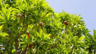 おきなわの薬草百科 身近にある有毒植物 ミフクラギ（オキナワキョウチクトウ